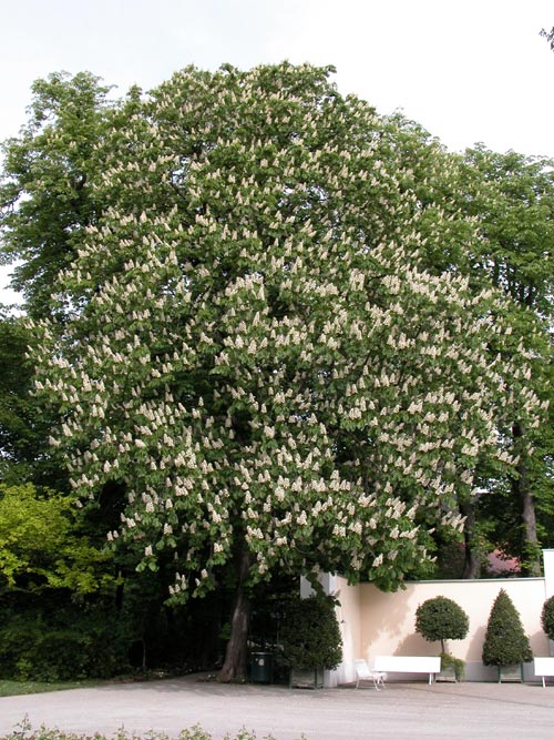 aesculus hippocastanum 03