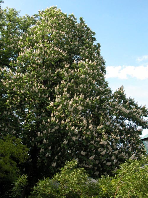 aesculus hippocastanum 04