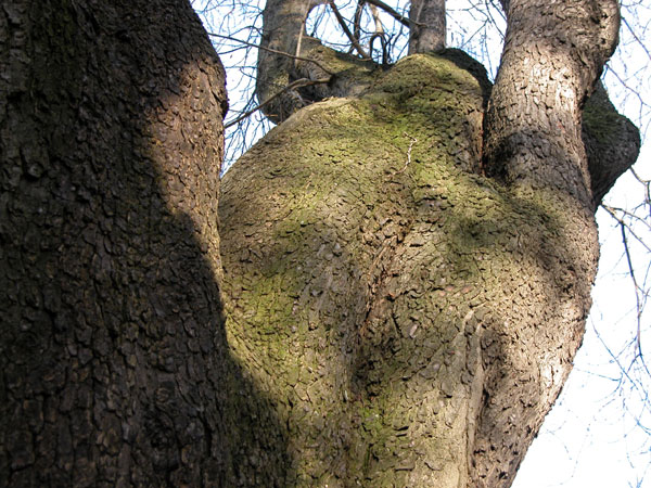 aesculus hippocastanum 05