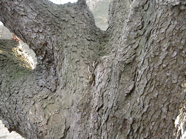 aesculus hippocastanum 06