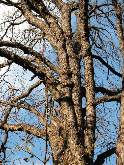 aesculus hippocastanum 07