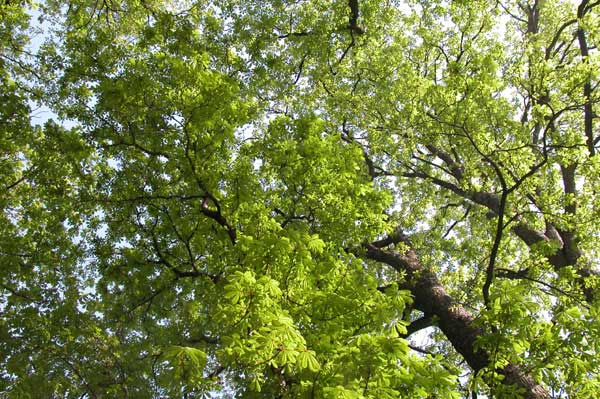 aesculus hippocastanum 09