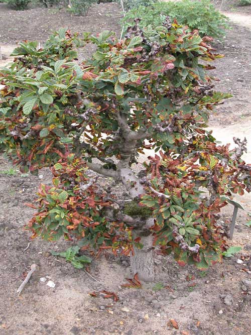 aesculus hippocastanum 10