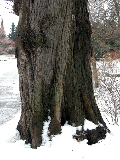 aesculus hippocastanum 11