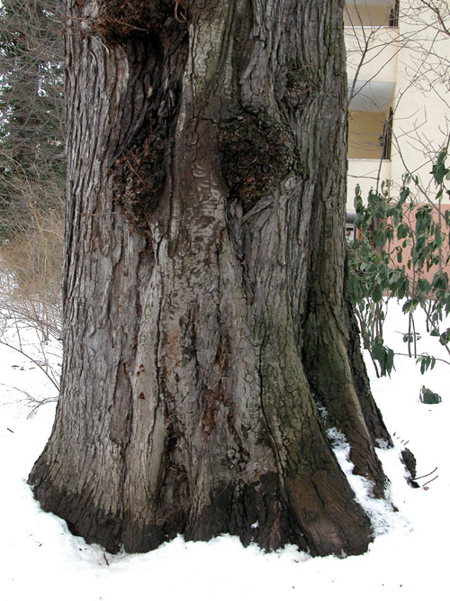 aesculus hippocastanum 12