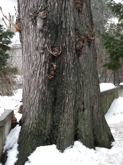 aesculus hippocastanum 13