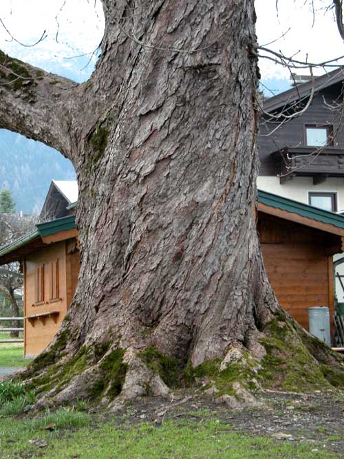 aesculus hippocastanum 15