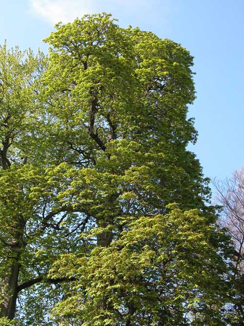 aesculus hippocastanum 16