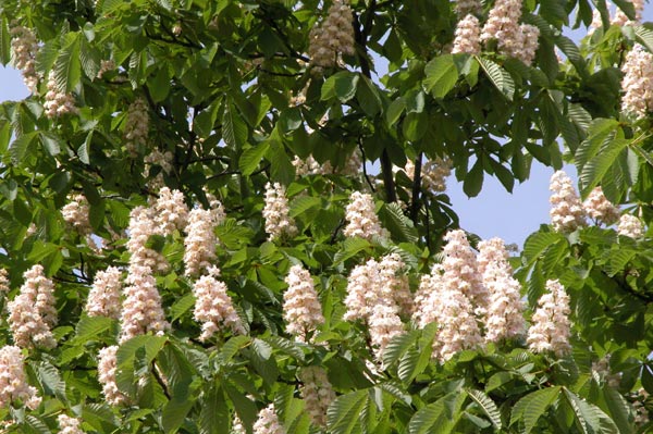 aesculus hippocastanum 17
