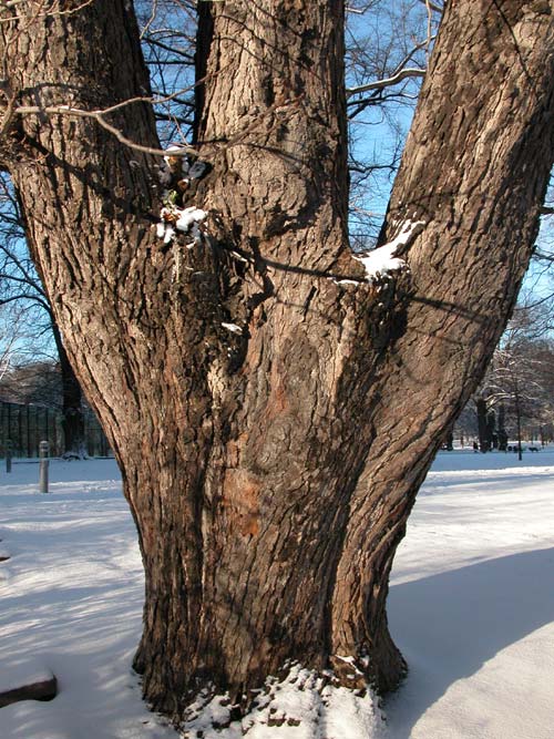 aesculus hippocastanum 18