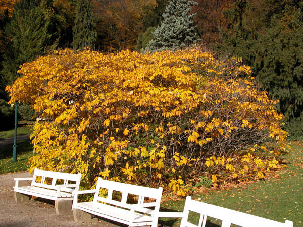 aesculus parviflora 01