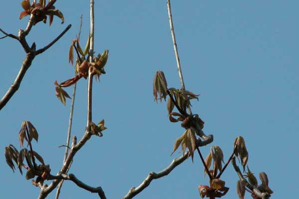 aesculus parviflora 02