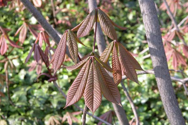 aesculus parviflora 03