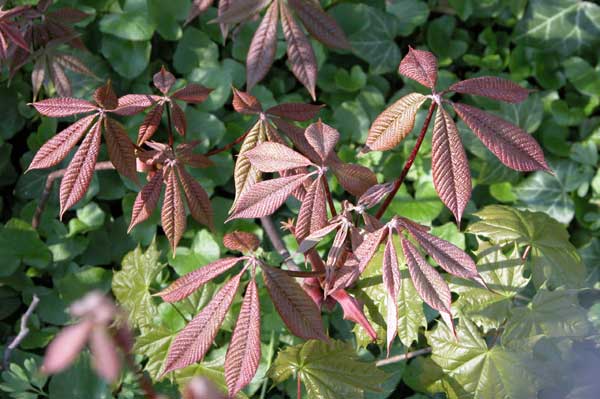 aesculus parviflora 04