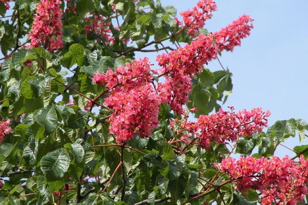 aesculus x carnea 01