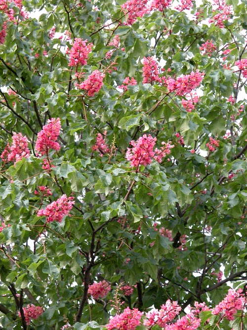 aesculus x carnea 02