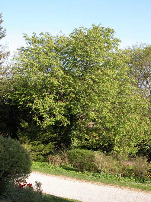 aesculus x carnea 03