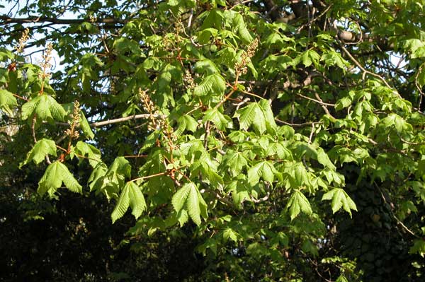 aesculus x carnea 04
