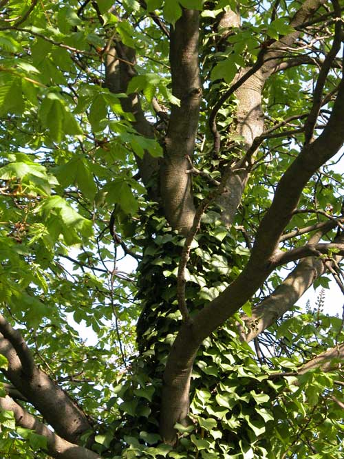 aesculus x carnea 05