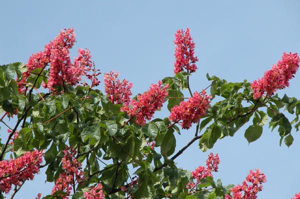 aesculus x carnea 07