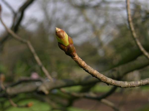 aesculus x dallimorei 01