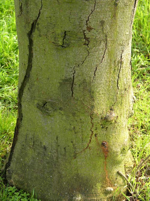 aesculus x dallimorei 02