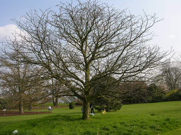 aesculus x dallimorei 03