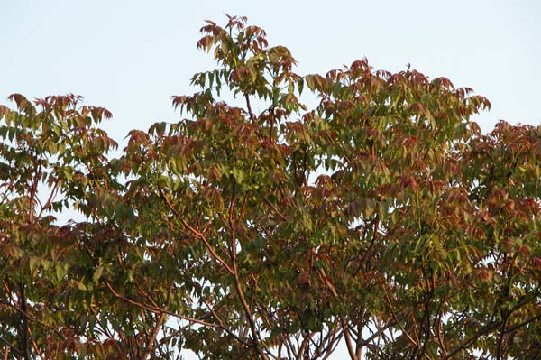ailanthus altissima 01
