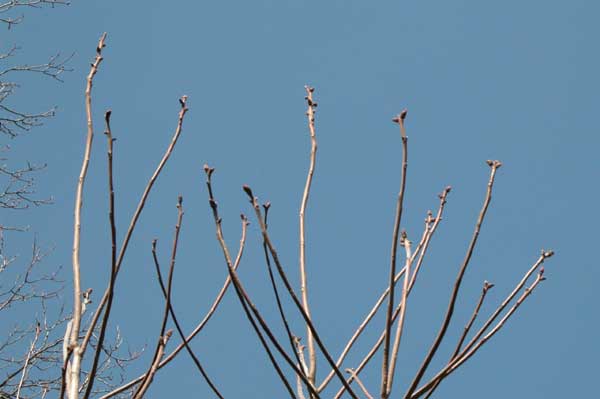 ailanthus altissima 02