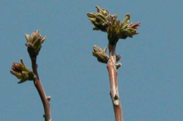 ailanthus altissima 03