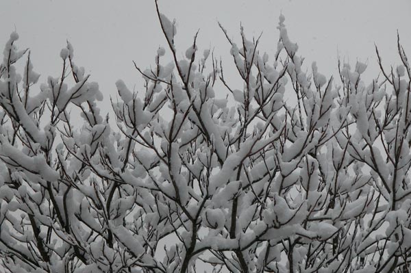ailanthus altissima 04