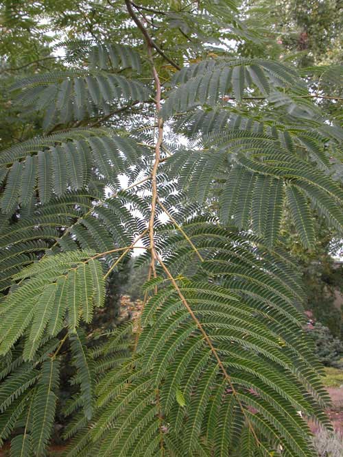 albizia julibrissin 02