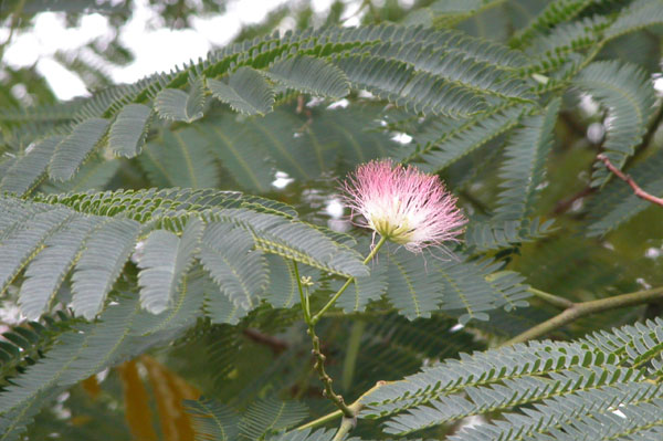 albizia julibrissin 03