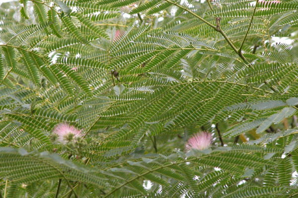 albizia julibrissin 04