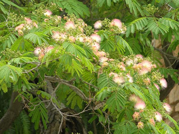 albizia julibrissin 05