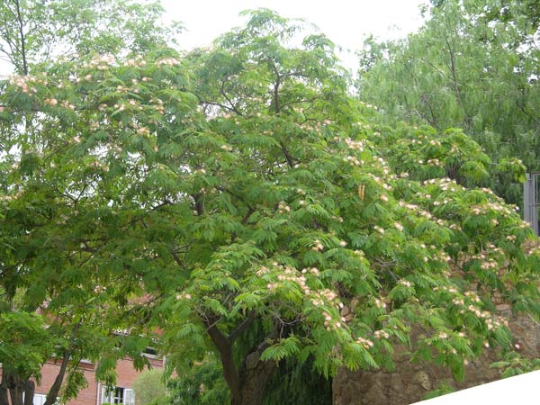 albizia julibrissin 06