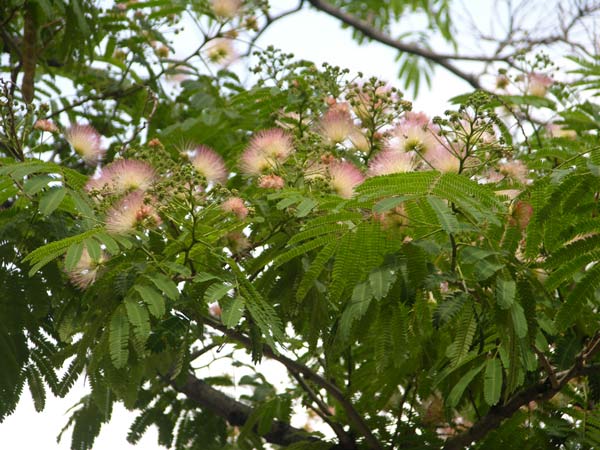 albizia julibrissin 07