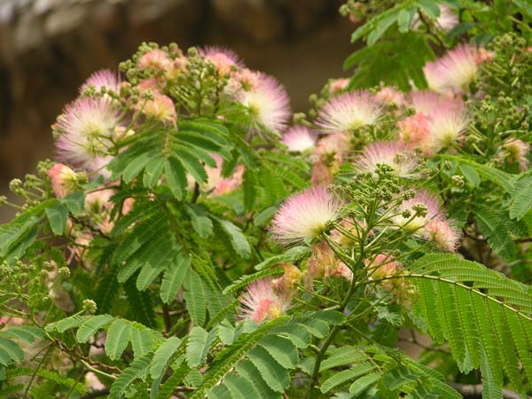 albizia julibrissin 08