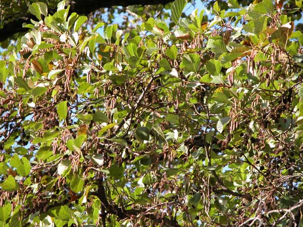 alnus glutinosa 01