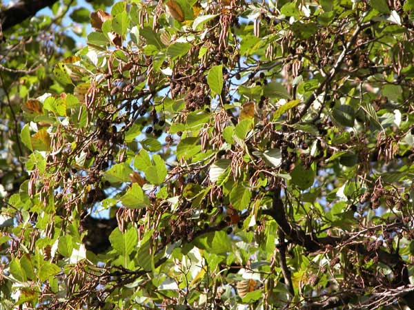 alnus glutinosa 02