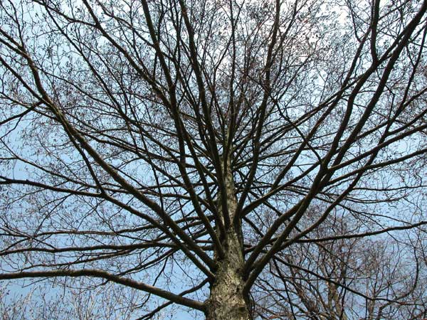 alnus glutinosa 04