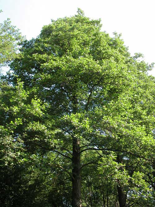 alnus glutinosa 05