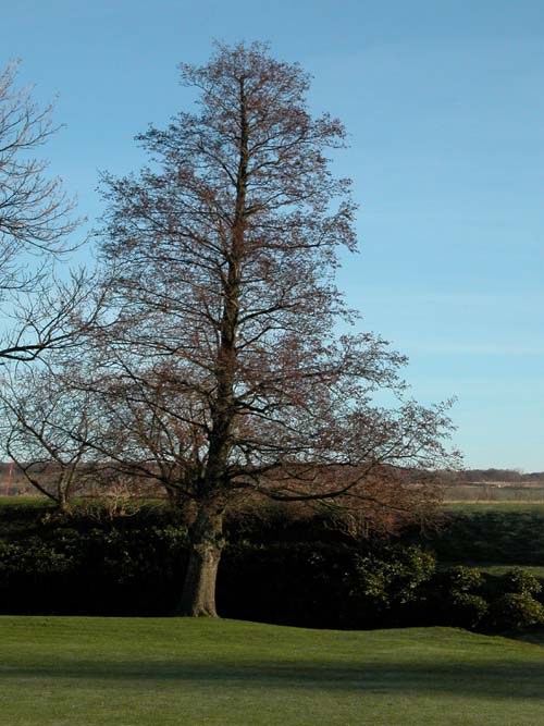 alnus glutinosa 06