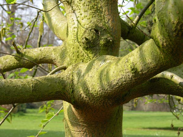 alnus maximowiczii 1