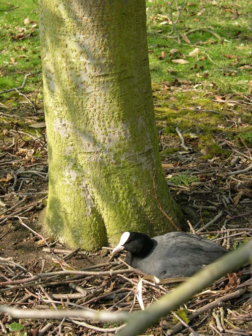 alnus maximowiczii 3