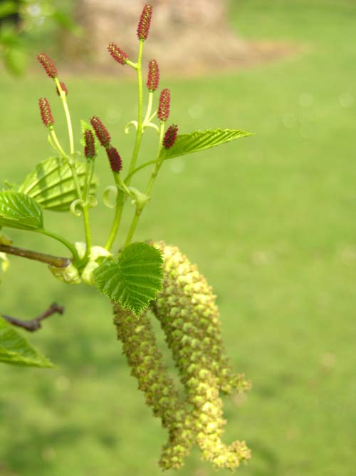alnus maximowiczii 4