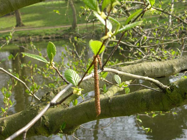 alnus rubra 1