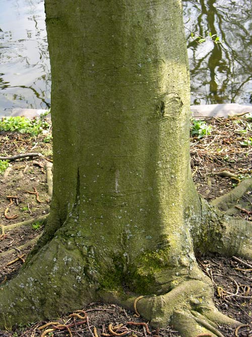 alnus rubra 2