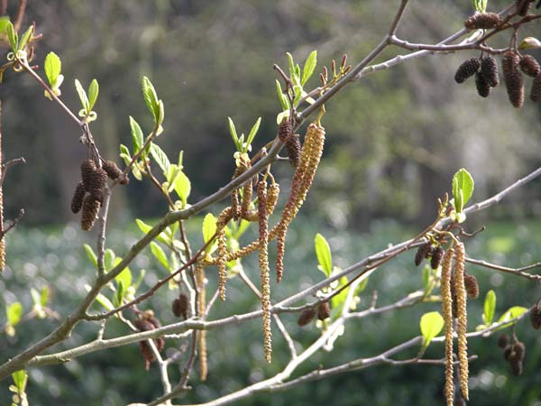 alnus rubra 3