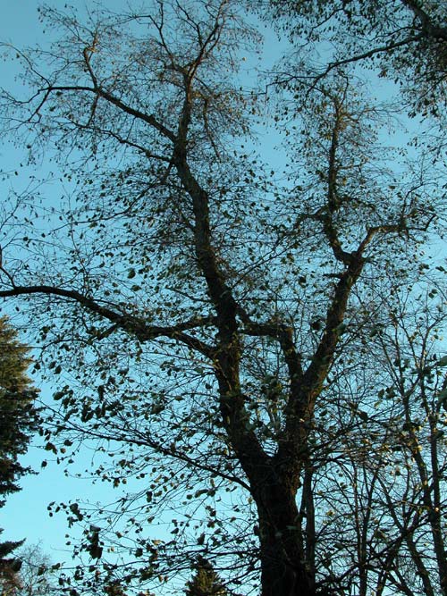 alnus subcordata 01